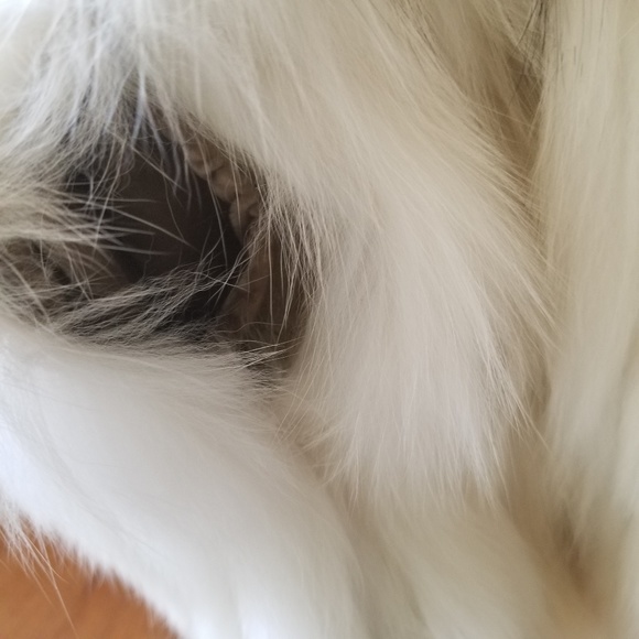 Scandinavian Fur Company Fox Jacket - Picture 6 of 8